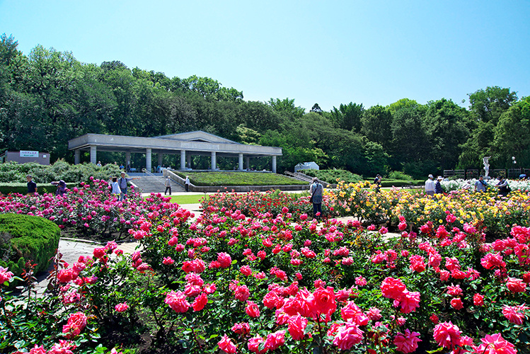 Jindai Botanical Gardens Guide – Visit with The Tokyo Pass