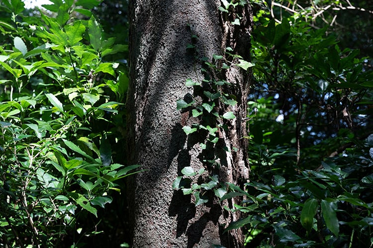 ino004